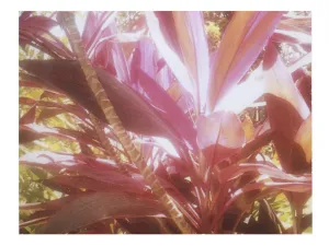 Colors You Can Taste (Costa Rica)
