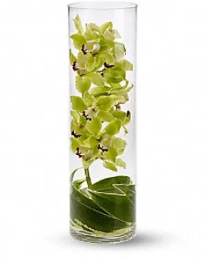 Cymbidium Delight