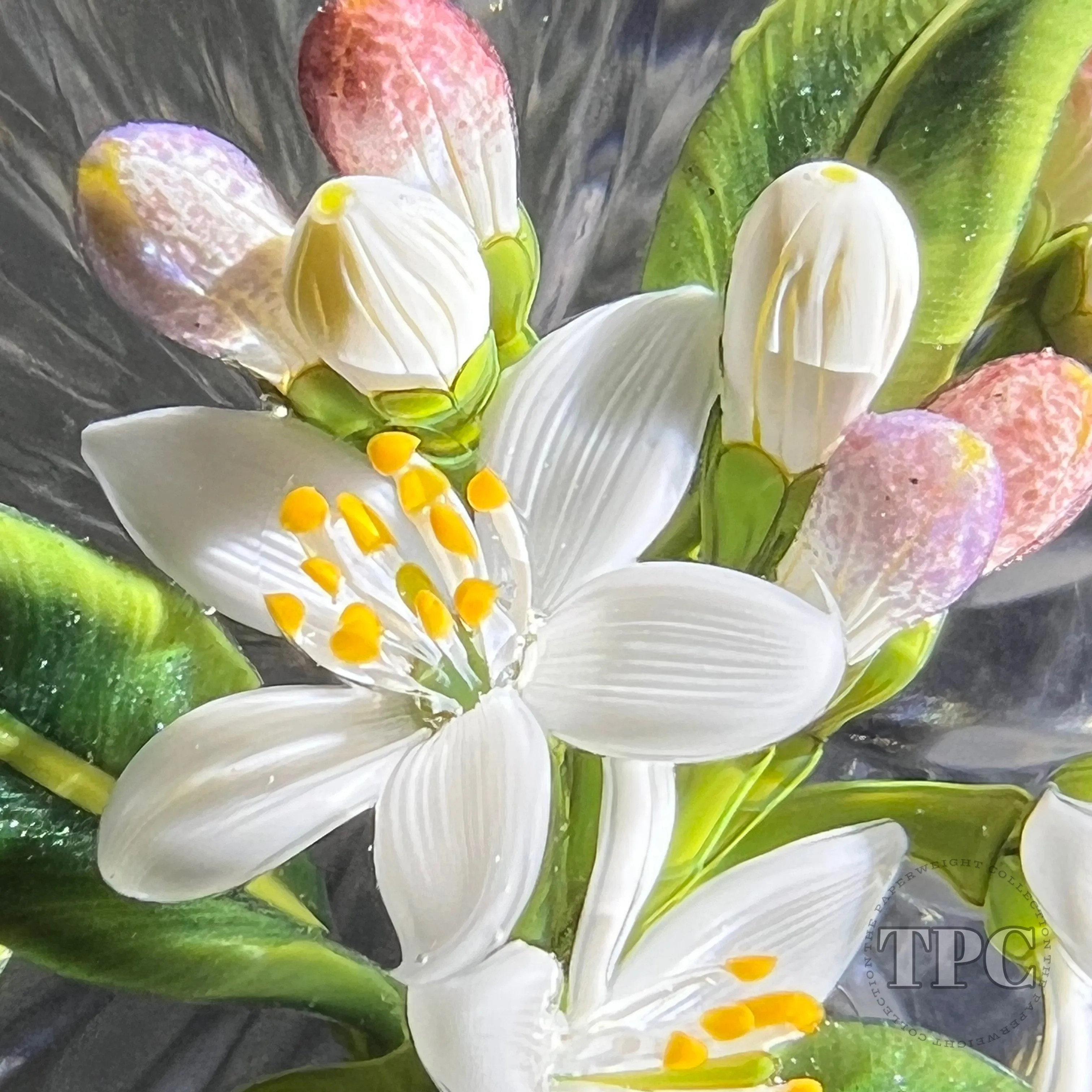Gordon Smith 2022 Glass Art Paperweight Flamework Lemon Blossoms with Star-cut Base