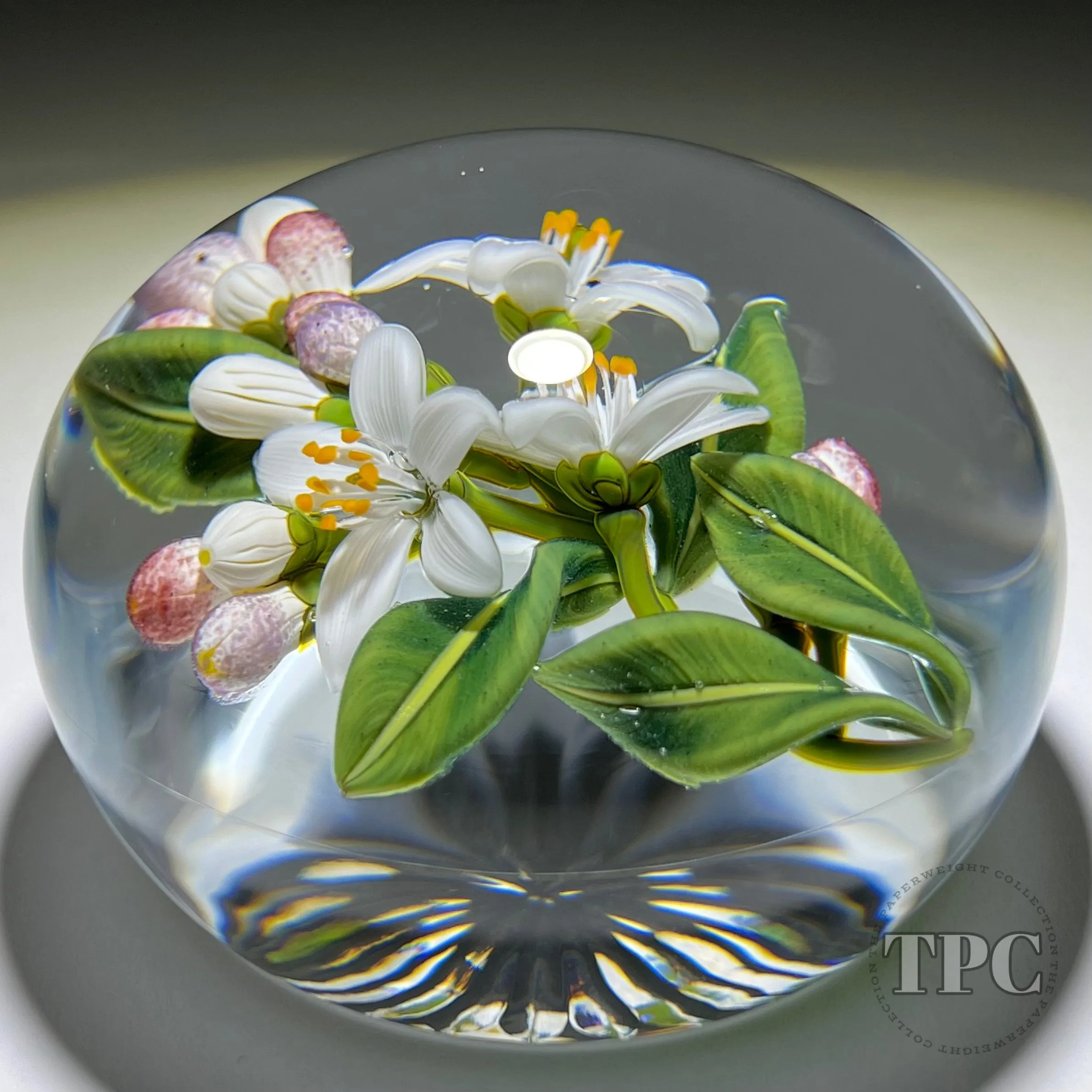 Gordon Smith 2022 Glass Art Paperweight Flamework Lemon Blossoms with Star-cut Base