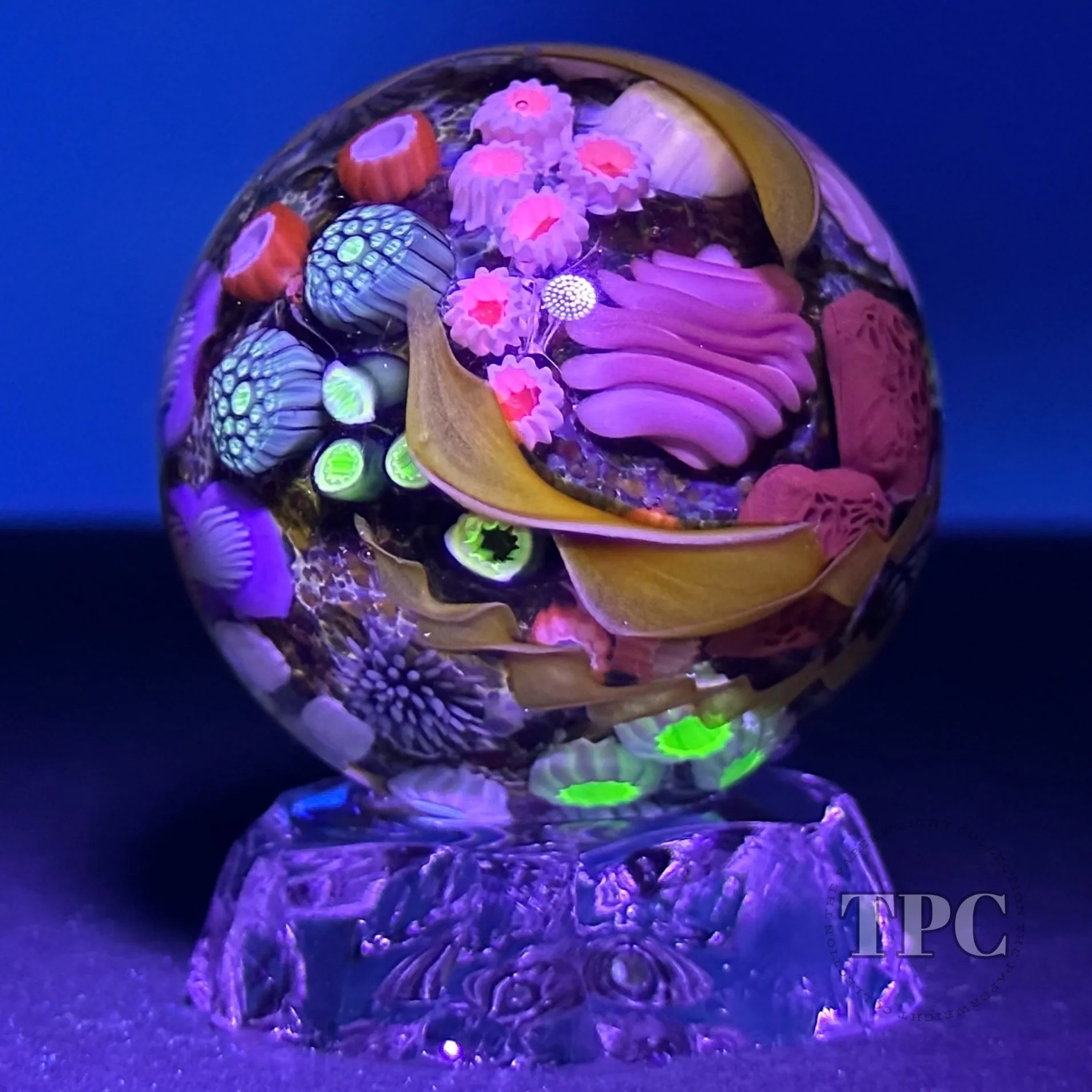 Jared DeLong 2023 Glass Art Marble Pacific Coast Tide Pool Series with Bioluminescent Barnacles & Flamework Kelp
