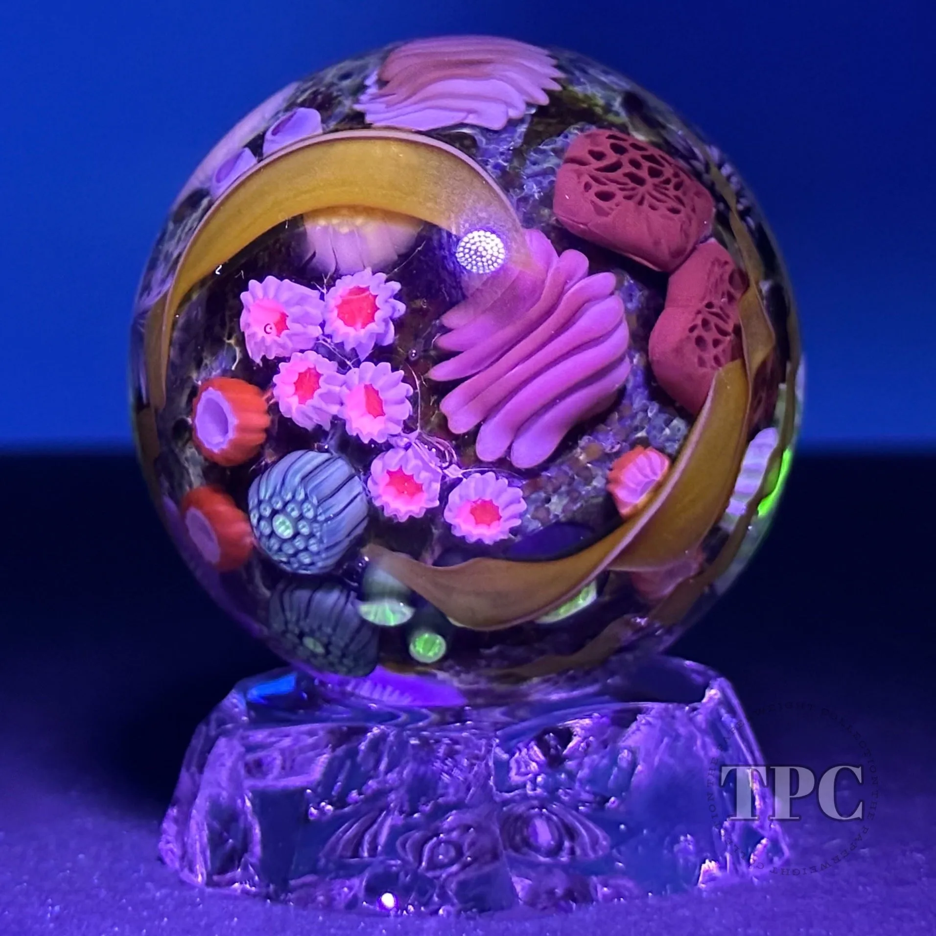 Jared DeLong 2023 Glass Art Marble Pacific Coast Tide Pool Series with Bioluminescent Barnacles & Flamework Kelp