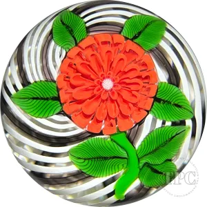 John Deacons Glass Art Paperweight Flamework Red Pompom Flower on Black & White Swirl