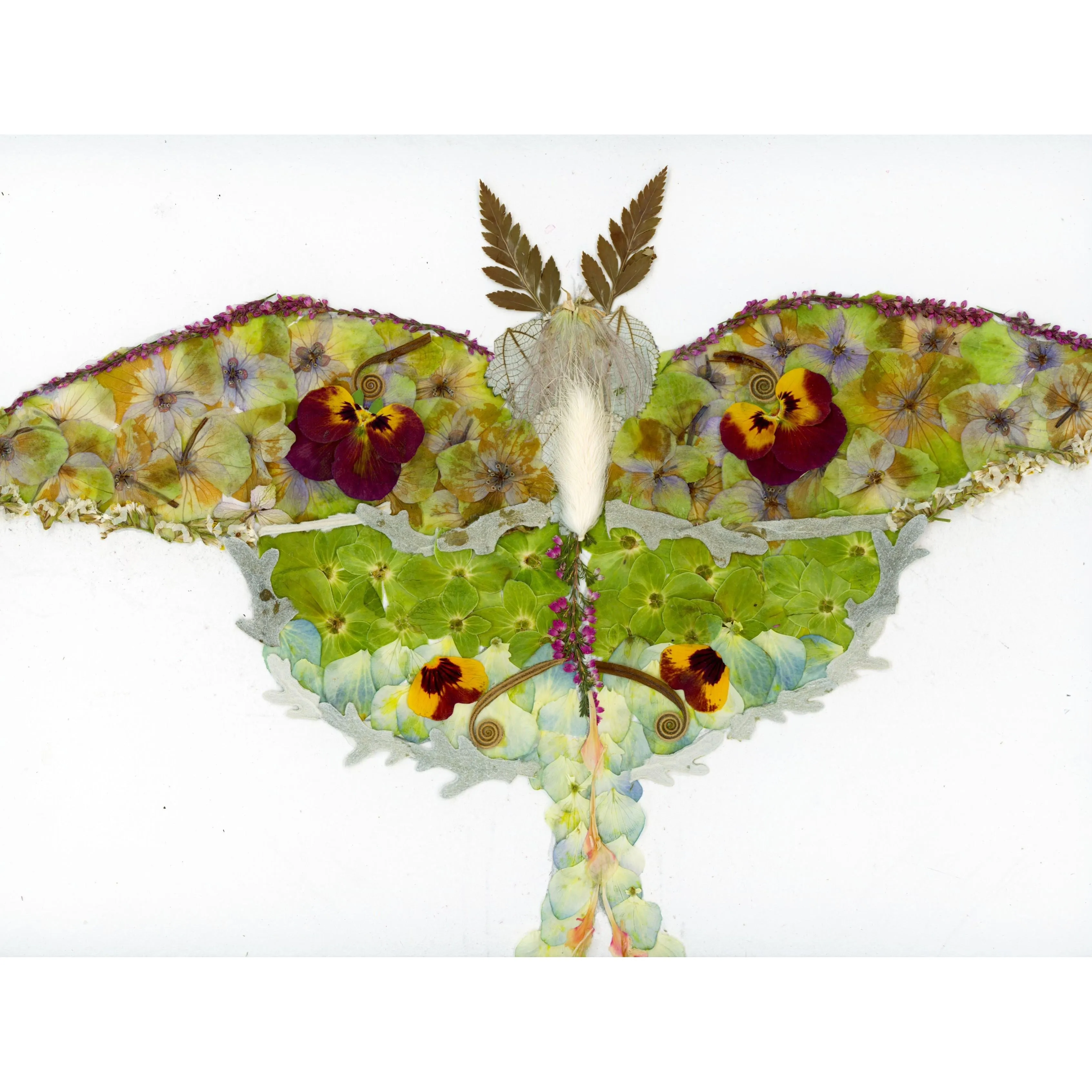 Luna Moth Pressed flower art