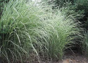 Miscanthus sinensis Morning Light' Japanese Variegated Maiden Grass