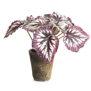 Napa Home Garden, HEIRLOOM REX BEGONIA POTTED 11",cc426