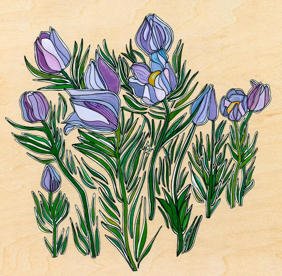 Pasque Flowers | Prints