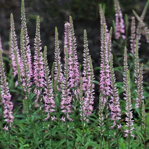 Veronica longifolia 'Pink Eveline' (Garden Speedwell) - 1 Gallon Potted Perennial
