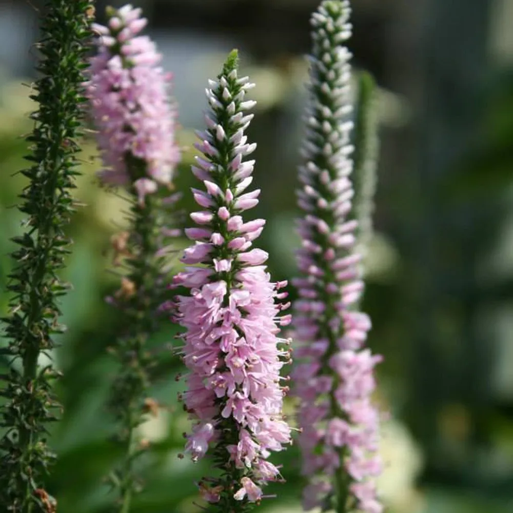 Veronica longifolia 'Pink Eveline' (Garden Speedwell) - 1 Gallon Potted Perennial